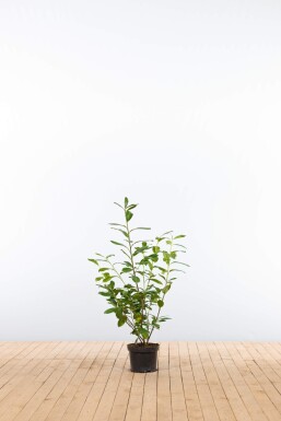 Laurierkers / Prunus Laurocerasus Novita 60-80 cm - Pot