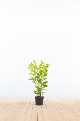 Laurierkers / Prunus Laurocerasus Rotundifolia 60-80 cm - Pot