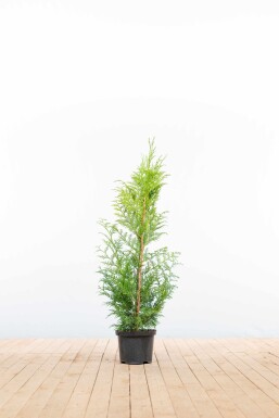 Thuja Plicata Excelsa 100-125 cm - Pot