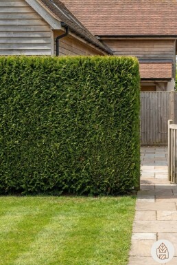 Thuja Plicata Excelsa 175-200 cm - Pot