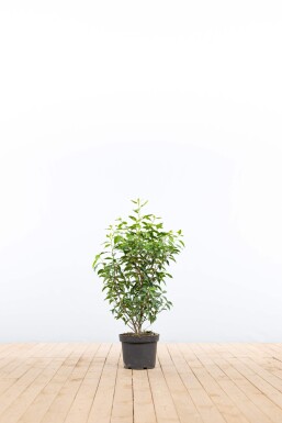 Laurierkers / Portugese Laurier Prunus Lusitanica Angustifolia 60-80 cm - Pot