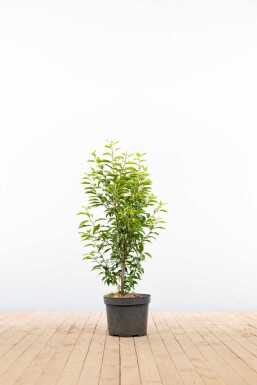 Laurierkers / Portugese Laurier Prunus Lusitanica Angustifolia 80-100 cm - Pot