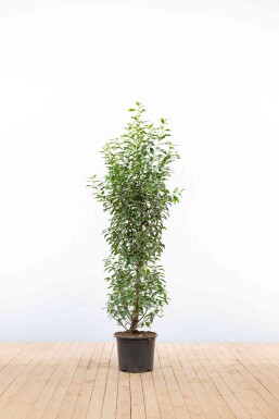 Laurierkers / Portugese Laurier Prunus Lusitanica Angustifolia 125-150 cm - Pot