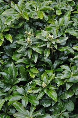 Schaduwkruid Pachysandra terminalis 'Green Sheen' Pot Pachysandra terminalis 'Green Sheen'