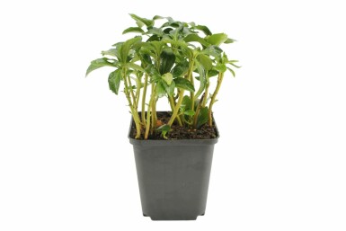 Schaduwkruid Pachysandra terminalis 'Green Sheen' Pot Pachysandra terminalis 'Green Sheen'