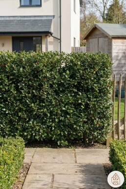 Hulst / Ilex Aquifolium 60-80 cm - Pot