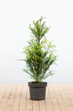 Taxus Baccata 80-100 cm - Pot