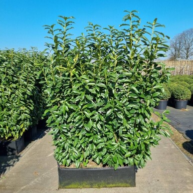 Laurierkers / Prunus laurocerasus Genolia 100x30x140 cm - Haagelement