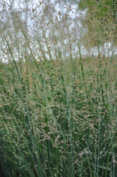 Vingergras Panicum virgatum 'Heavy Metal' Pot