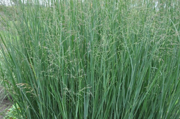 Vingergras Panicum virgatum 'Heavy Metal' Pot