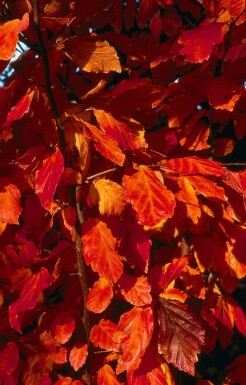 Perzisch IJzerhout Parrotia persica Pot Parrotia persica