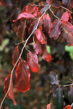 Perzisch IJzerhout Parrotia persica Pot Parrotia persica