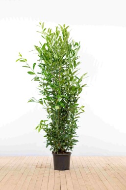 Laurierkers / Prunus Laurocerasus Caucasica 175-200 cm - Pot