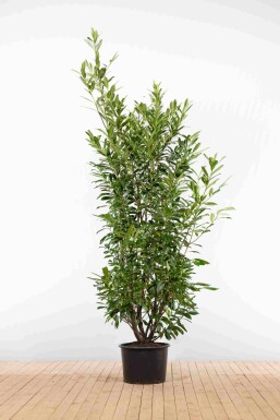 Laurierkers / Prunus Laurocerasus Caucasica 200-225 cm - Pot