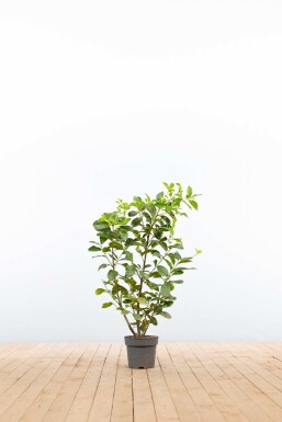 Laurierkers / Prunus Laurocerasus Etna 80-100 cm - Pot