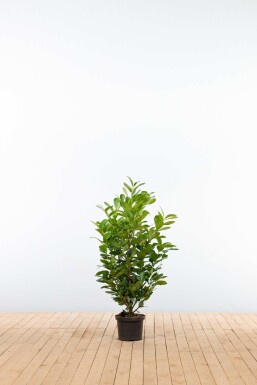 Laurierkers / Prunus Laurocerasus Etna 100-125 cm - Pot