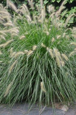 Lampenpoetsersgras Pennisetum alopecuroides 'Hameln' Pot Pennisetum alopecuroides 'Hameln'