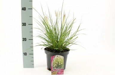 Lampenpoetsersgras Pennisetum alopecuroides 'Hameln' Pot Pennisetum alopecuroides 'Hameln'
