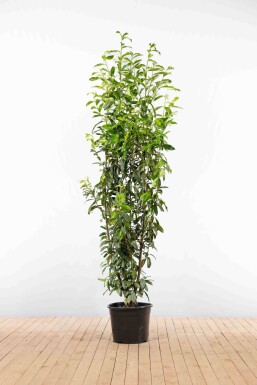 Laurierkers / Prunus Laurocerasus Genolia 200-225 cm - Pot