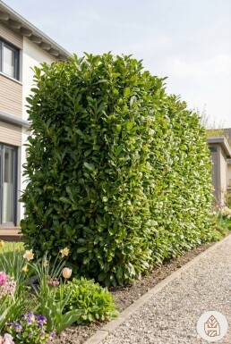 Laurierkers / Prunus Laurocerasus Herbergii 150-175 cm - Pot