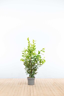 Laurierkers / Prunus Laurocerasus Novita 100-125 cm - Pot