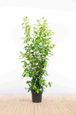 Laurierkers / Prunus Laurocerasus Novita 175-200 cm - Pot