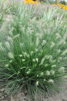 Pennisetum alopecuroides 'Little Bunny'