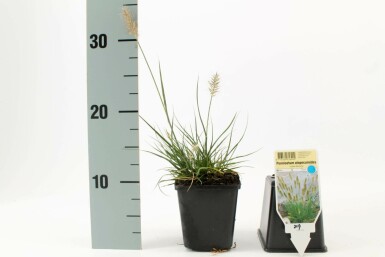 Lampenpoetsersgras Pennisetum alopecuroides 'Little Bunny' Pot Pennisetum alopecuroides 'Little Bunny'