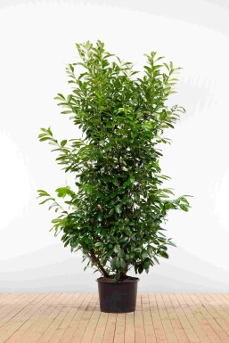 Laurierkers / Prunus Laurocerasus Novita 200-225 cm - Pot