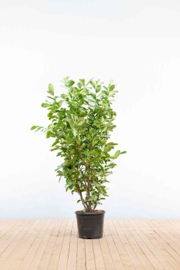 Laurierkers / Prunus Laurocerasus Rotundifolia 125-150 cm - Pot