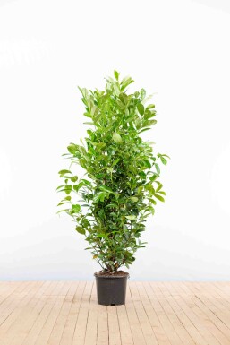 Laurierkers / Prunus Laurocerasus Rotundifolia 150-175 cm - Pot