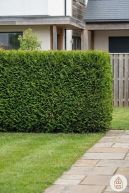 Thuja Occidentalis Brabant 180-200 cm - Pot
