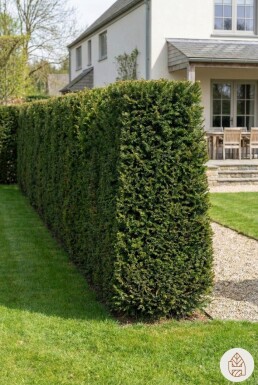 Taxus Baccata 200-225 cm - Pot