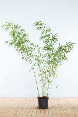 Bamboe / Fargesia Rufa 175-200 cm - Pot