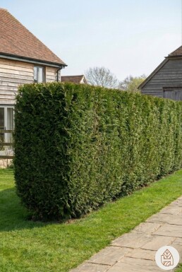 Thuja Plicata Martin 175-200 cm - Pot