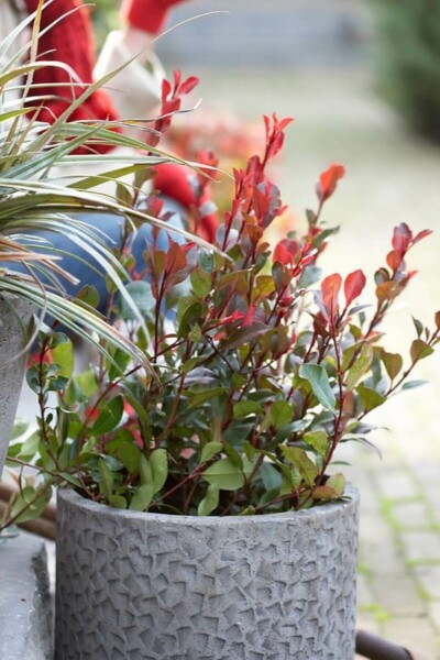Photinia × fraseri 'Little Red Robin' C2 20-25