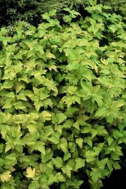 Blaasspirea Physocarpus opulifolius 'Dart's Gold' Pot Physocarpus opulifolius 'Dart's Gold'