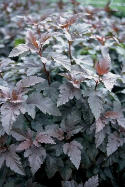 Blaasspirea Physocarpus opulifolius 'Diabolo' Pot Physocarpus opulifolius 'Diabolo' struik