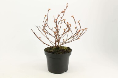 Blaasspirea Physocarpus opulifolius 'Diabolo' Pot Physocarpus opulifolius 'Diabolo' struik