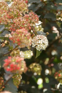 Blaasspirea Physocarpus opulifolius 'Diabolo' struik 40-60 C3 Physocarpus opulifolius 'Diabolo' struik 40-60 cm