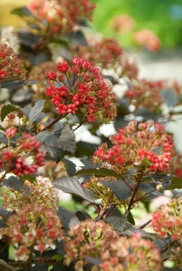 Blaasspirea Physocarpus opulifolius 'Diabolo' struik 40-60 C3 Physocarpus opulifolius 'Diabolo' struik 40-60 cm