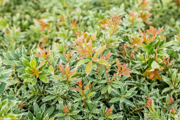 Pieris japonica 'Little Heath' struik