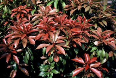 Lavendelheide Pieris Japonica 'Mountain Fire' Pot Pieris japonica 'Mountain Fire' struik