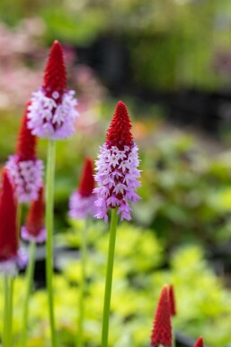 Sleutelbloem Primula vialii Pot Primula vialii