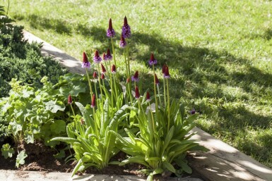 Sleutelbloem Primula vialii Pot Primula vialii