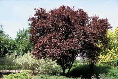 Kerspruim Prunus cerasifera 'Nigra' Pot Prunus cerasifera 'Nigra'