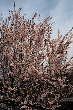 Prunus cerasifera 'Nigra' C20 125-150