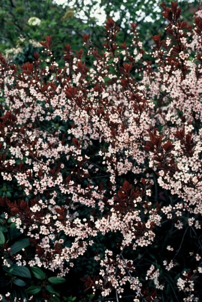 Purperbladige zandkers Prunus cistena Pot