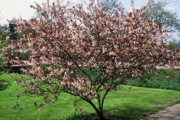Purperbladige zandkers Prunus cistena Pot
