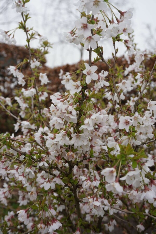 Chinese dwergsierkers Prunus incisa 'Kojou No Mai' Pot
